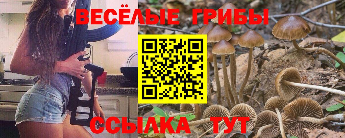 Галлюциногенные грибы прущие грибы  Вход с VPN  Камышин 
